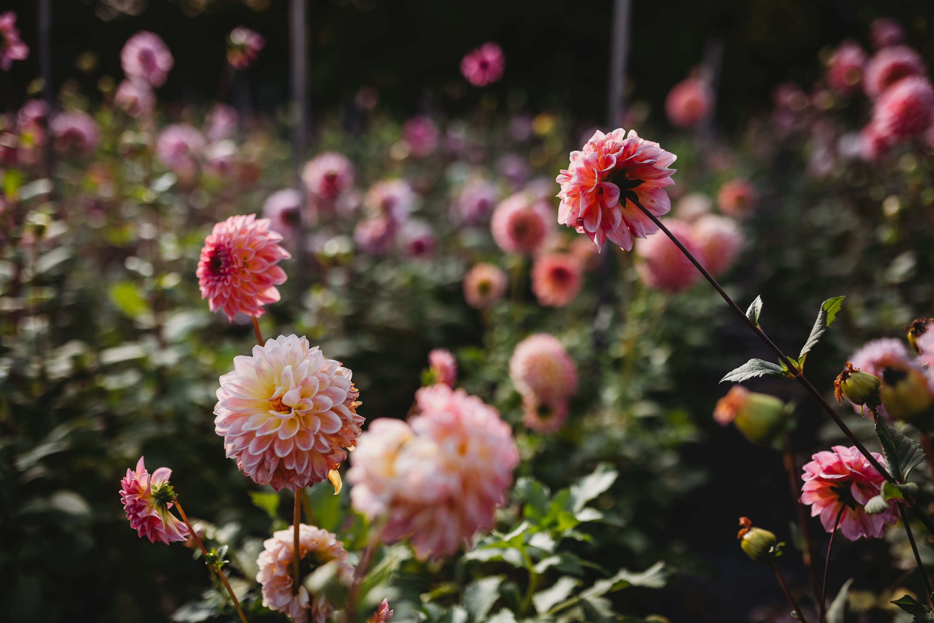 Dahlien 11