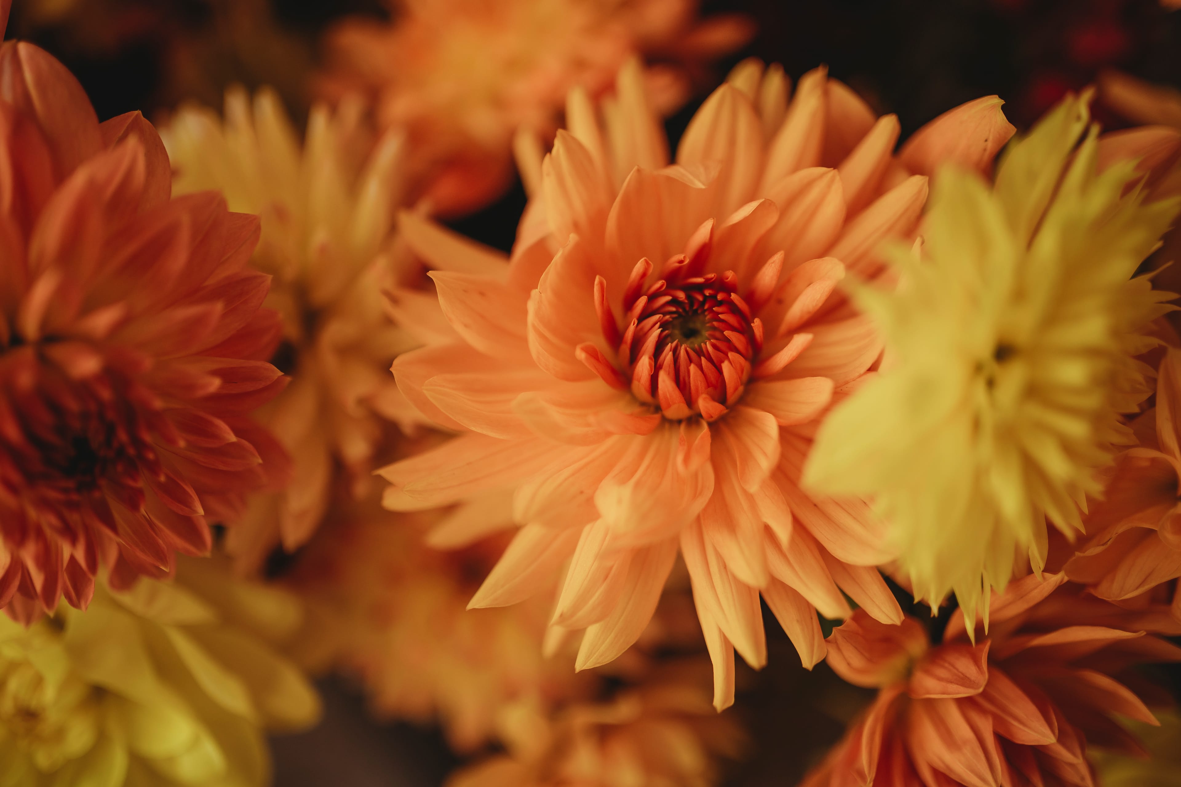 Dahlien 18