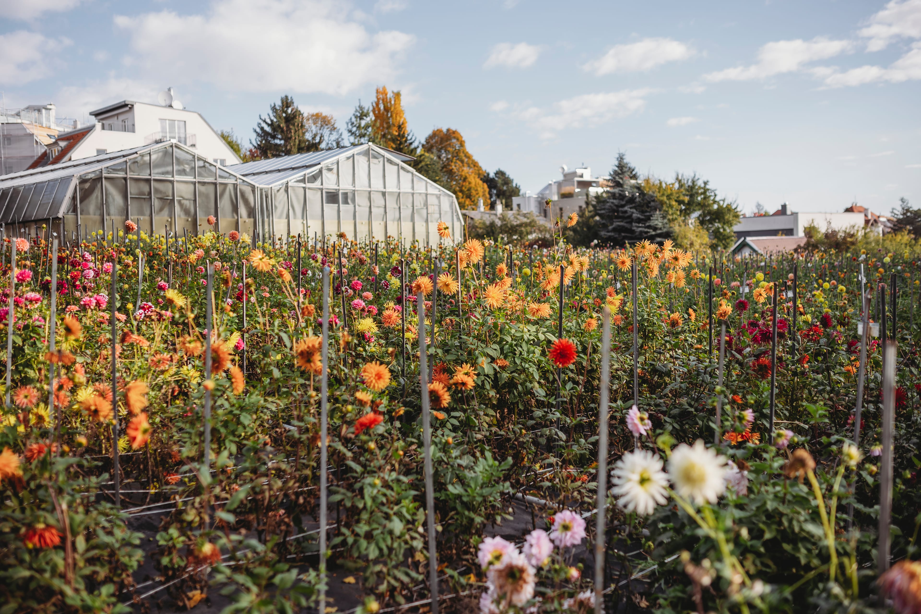 Dahlien 14