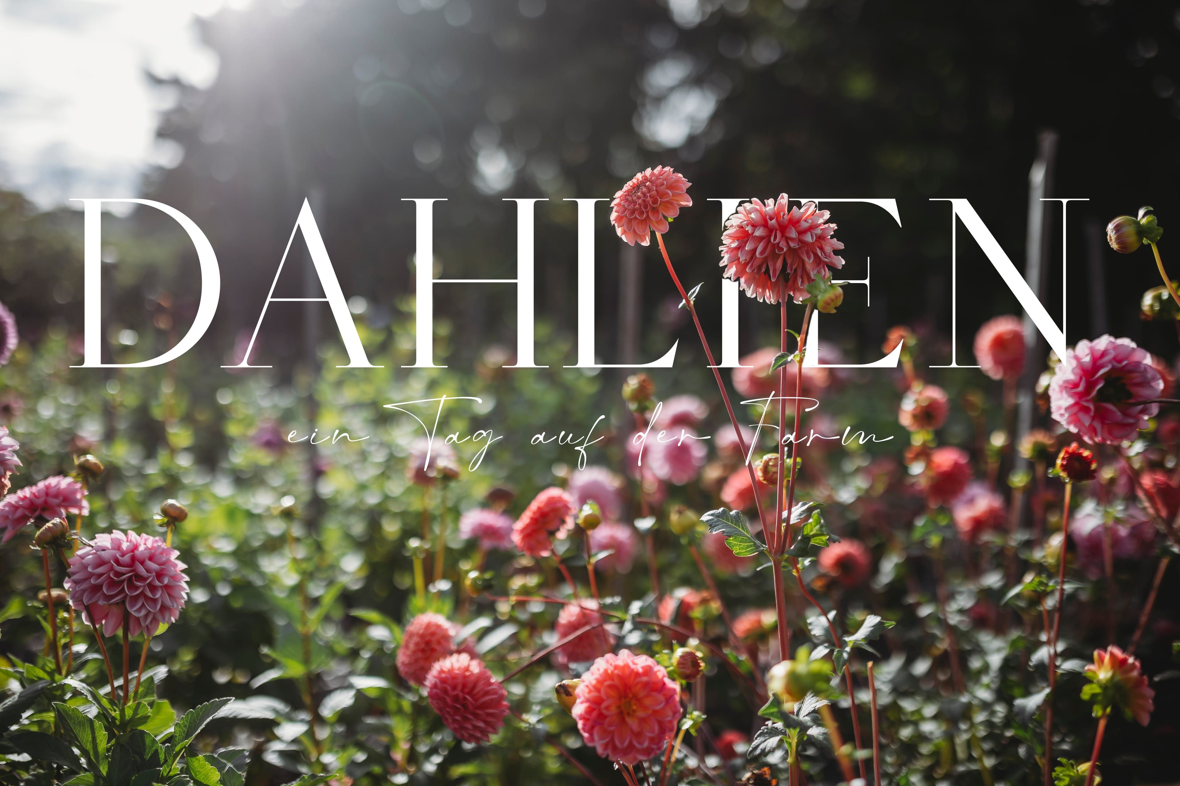 Dahlien - Titelbild
